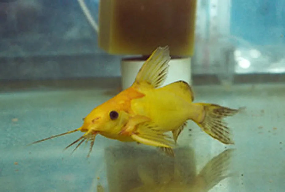 Synodontis Yellow (Rare)