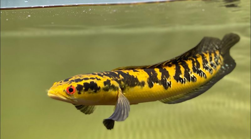 Yellow Santrum