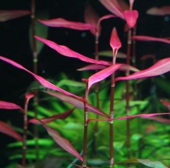 Polygonum Sp.Sao Paulo Red Live Aquarium Plant