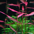 Polygonum Sp.Sao Paulo Red Live Aquarium Plant