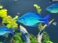 Blue rainbow
