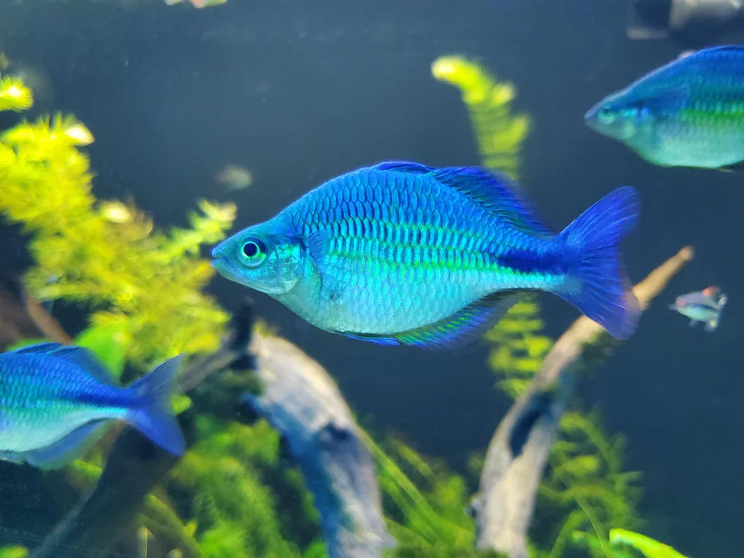 Blue rainbow