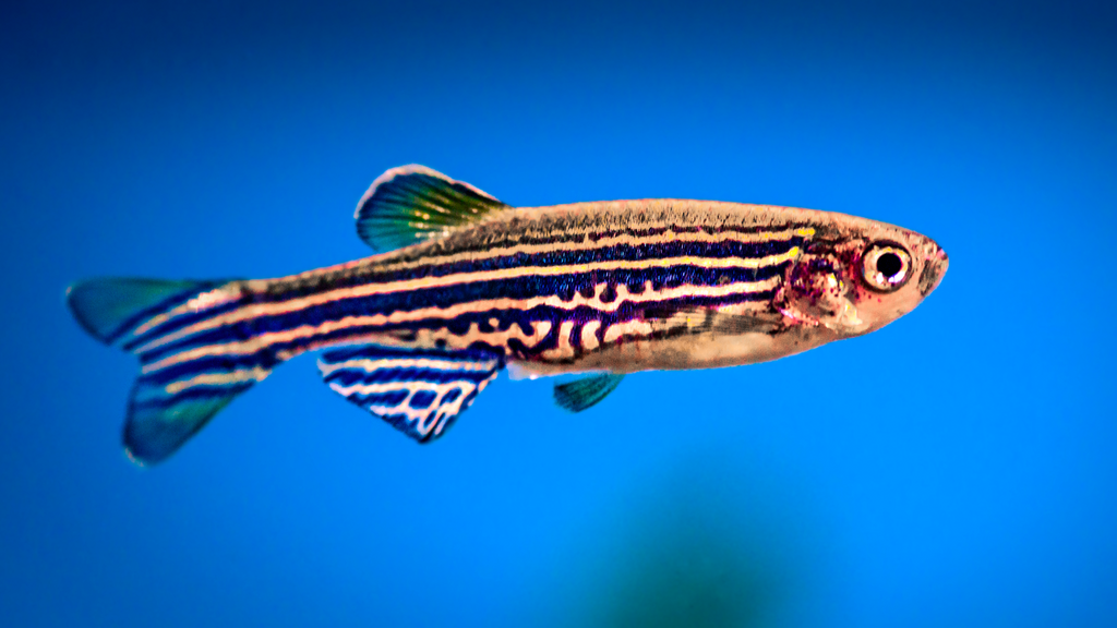 Zebra Danios