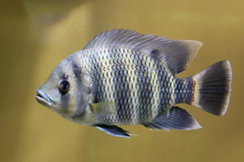 Buttikoferi (zebra tilapia)